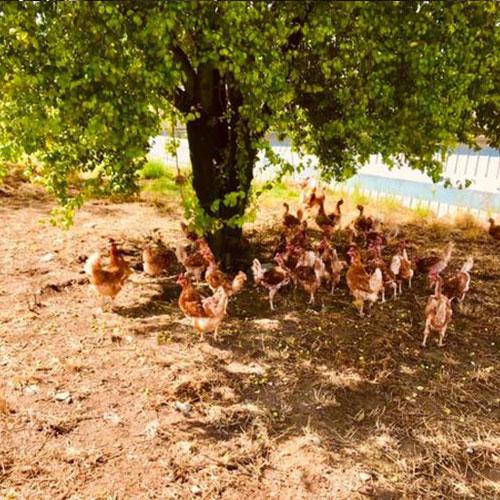 Poules