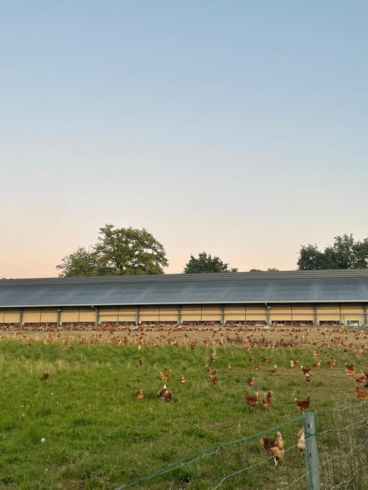 Poules dans un champs